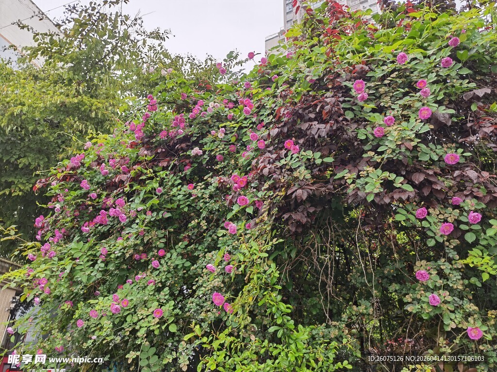 繁花似锦的绿植景观