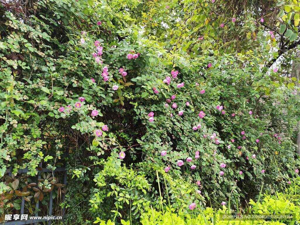 繁茂绿植爬满围栏景象