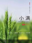 小满时节的翠绿麦穗