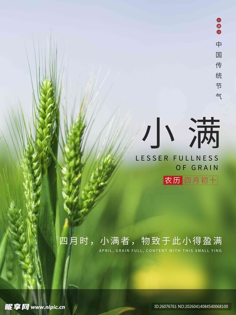 小满时节的翠绿麦穗