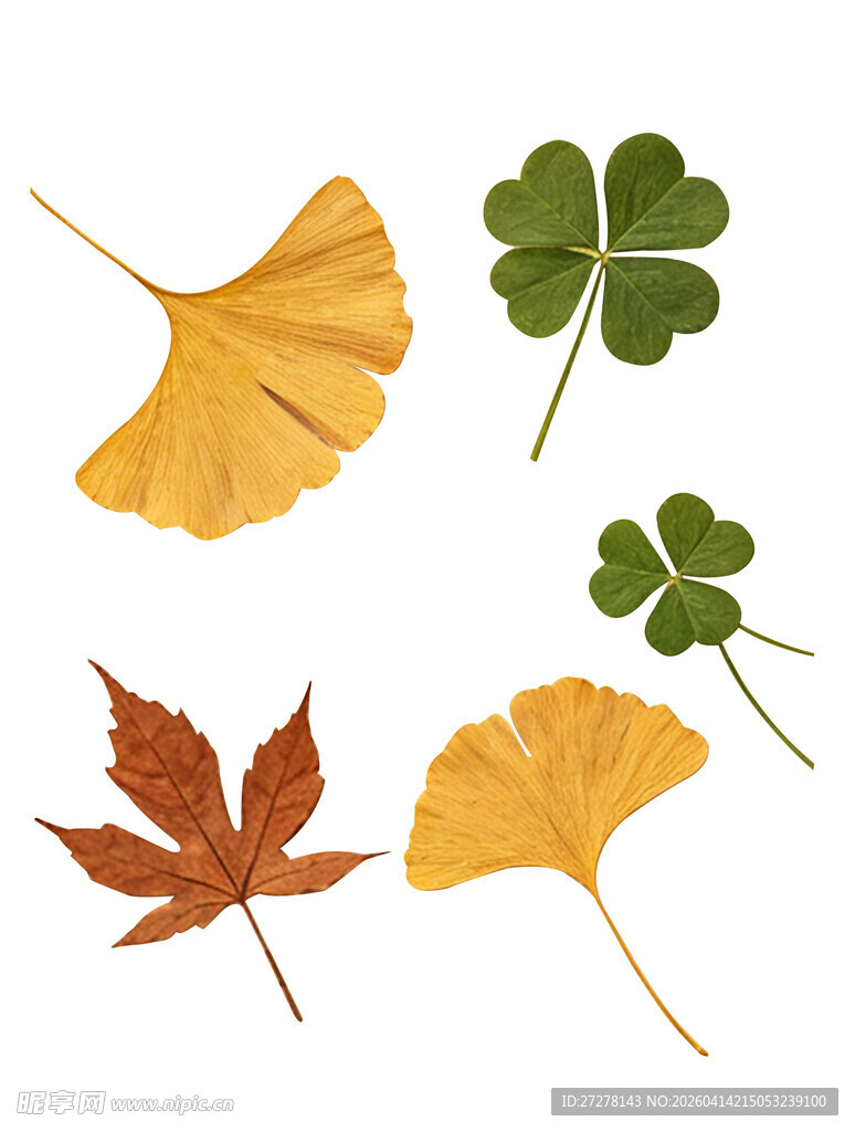 多彩秋叶    自然之美