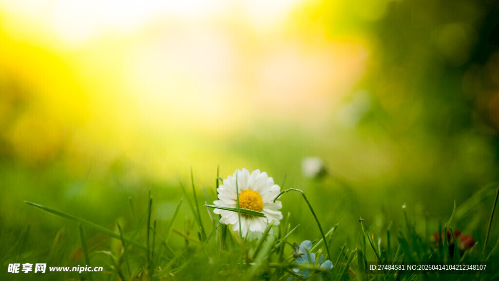 草地上的白色小雏菊