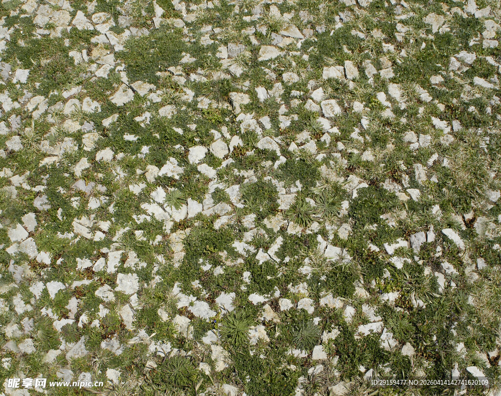 铺满地面的白色细碎小花