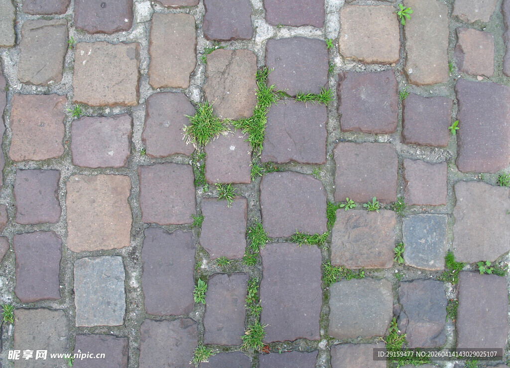 石砖路面缝隙间的青草