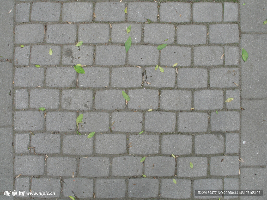 灰色砖缝中长出的嫩绿小草