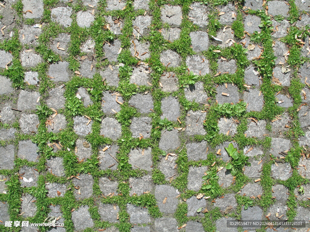 石缝间生长的翠绿小草