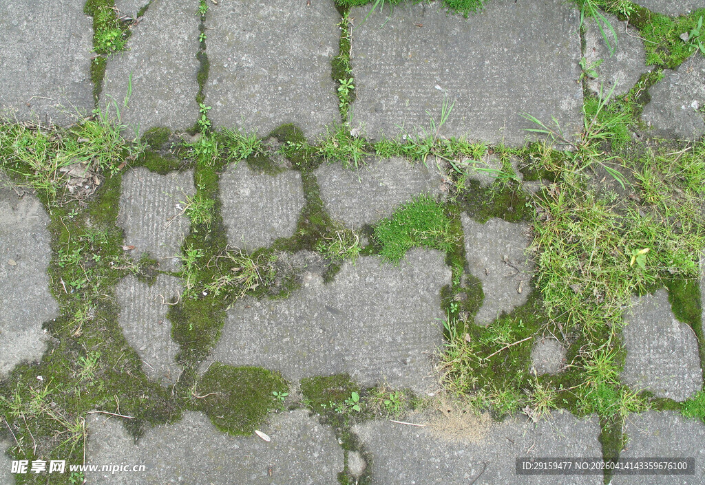 石板路上的盎然绿意