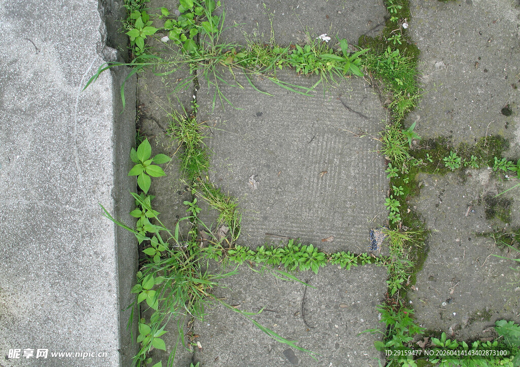 石板缝隙间的翠绿生机