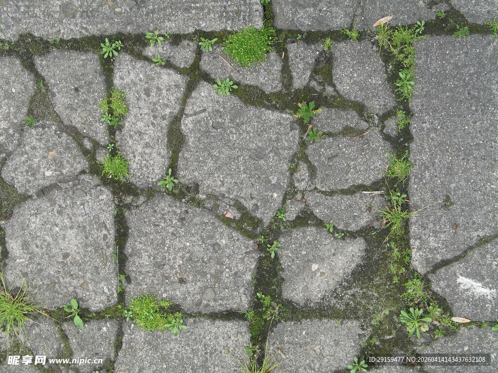 石板缝隙间的绿意