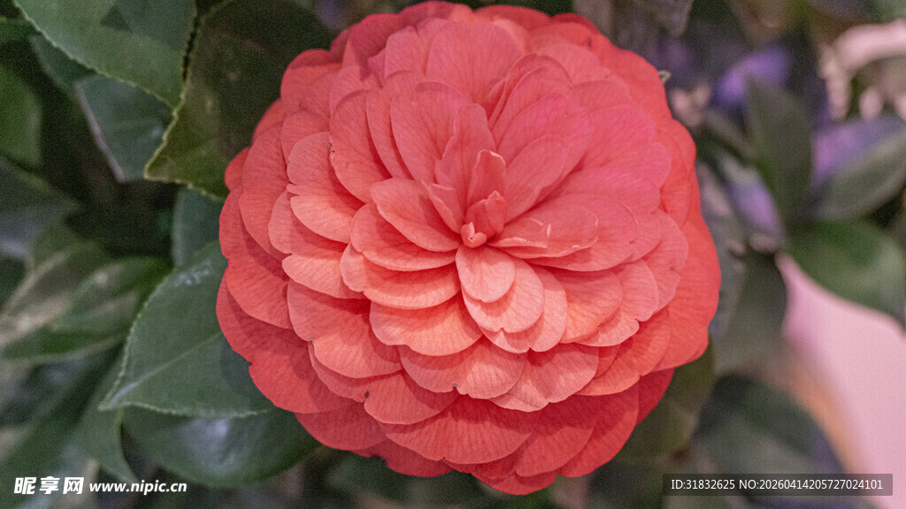 娇艳盛开的红色山茶花