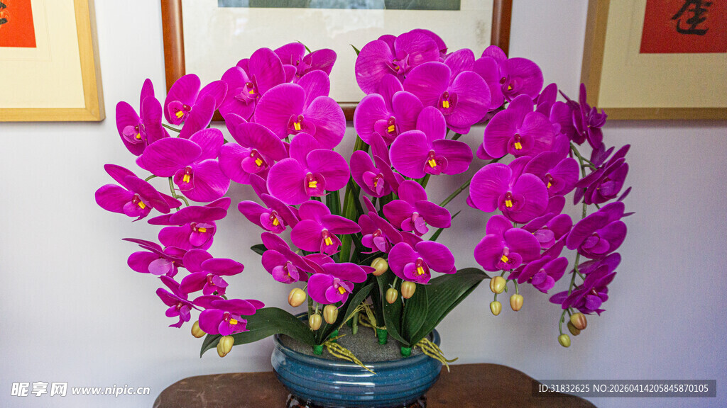 紫色蝴蝶兰盆栽