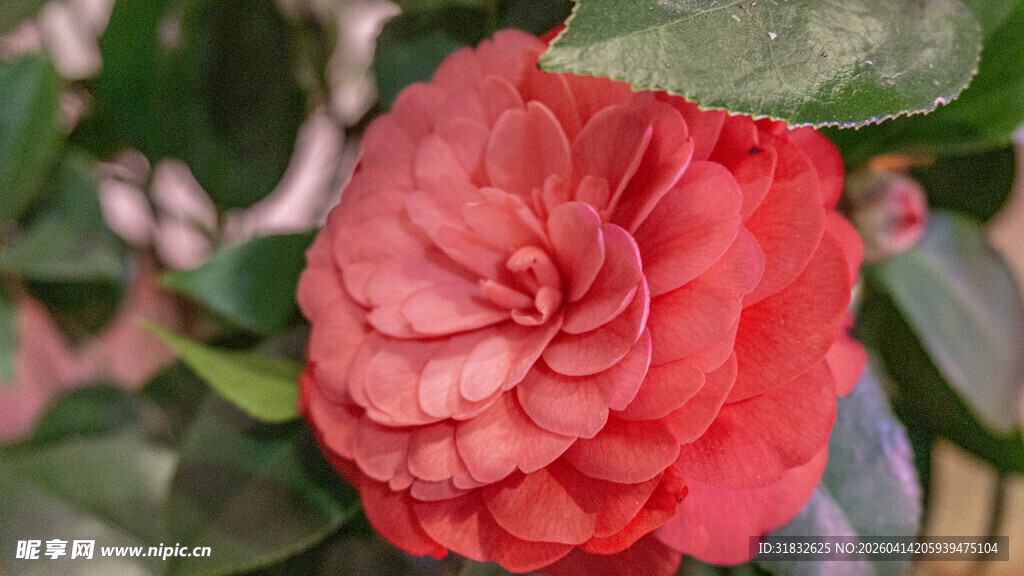 娇艳欲滴的红色山茶花