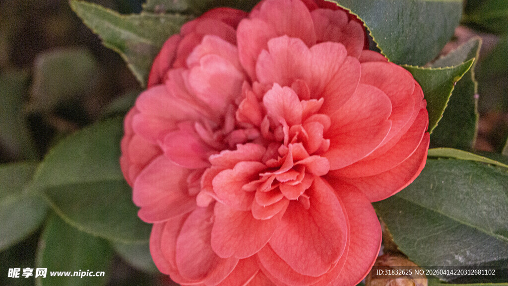 娇艳盛开的粉红色山茶花