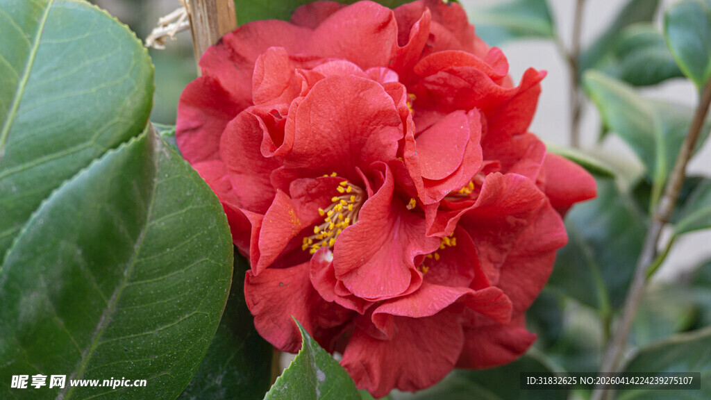 娇艳欲滴的红色山茶花