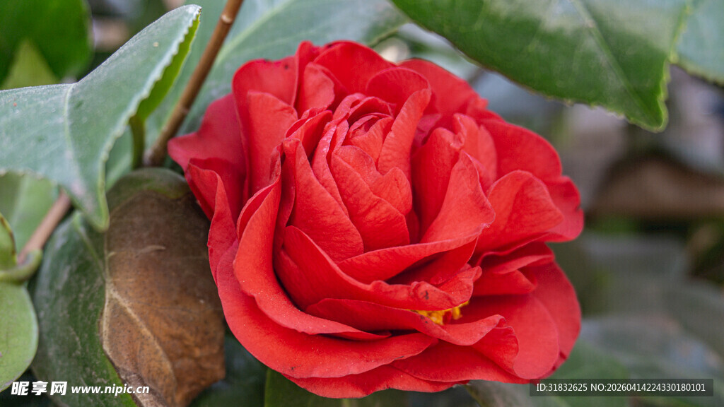 娇艳欲滴的红色山茶花