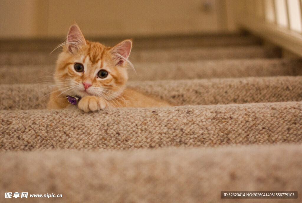 楼梯上的可爱小橘猫