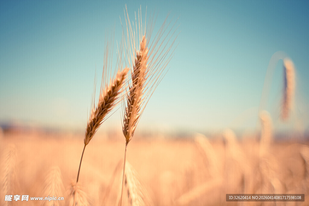 金黄麦田中的麦穗
