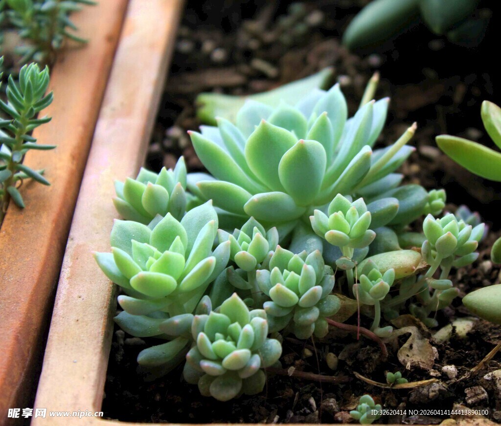 多肉植物盆栽