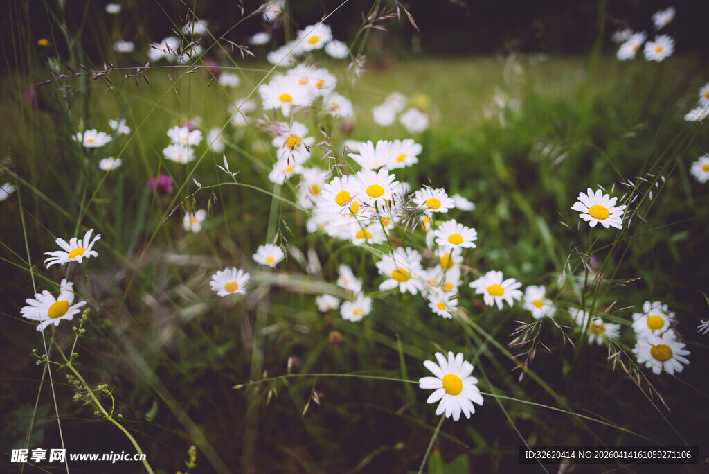 田野中的小白菊绽放