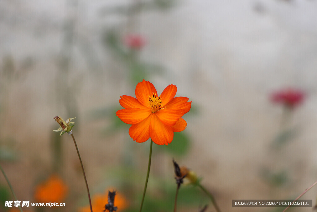 橙色小花绽放于自然间