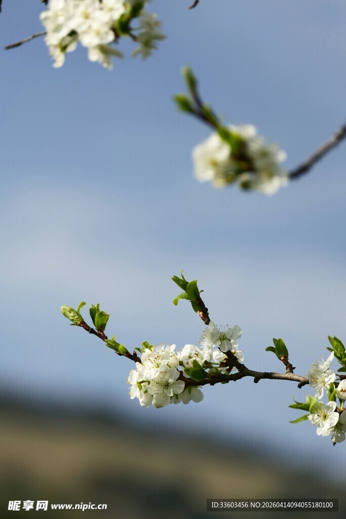 枝头绽放的洁白春花