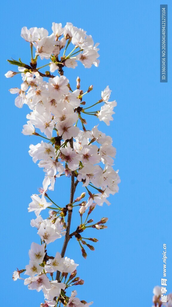 蓝天映衬下的美丽樱花枝