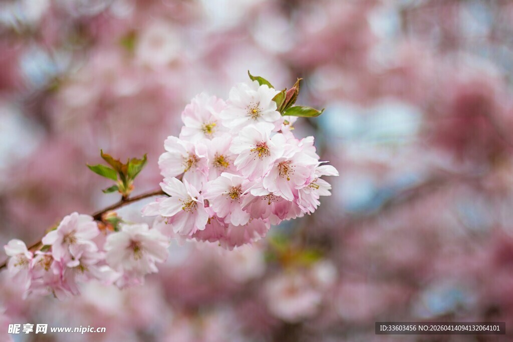 烂漫樱花枝头绽放