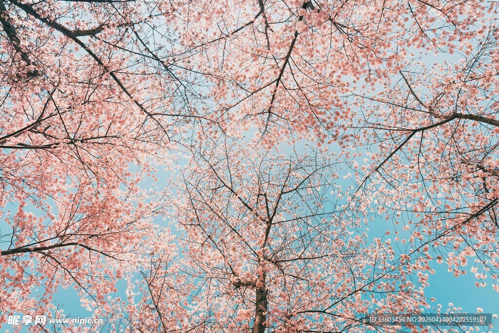 仰望烂漫盛开的粉色樱花