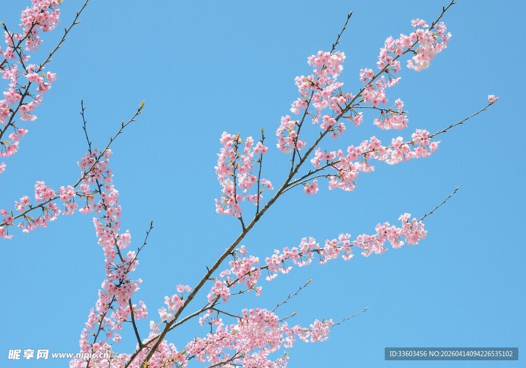 蓝天映衬下的粉嫩花枝