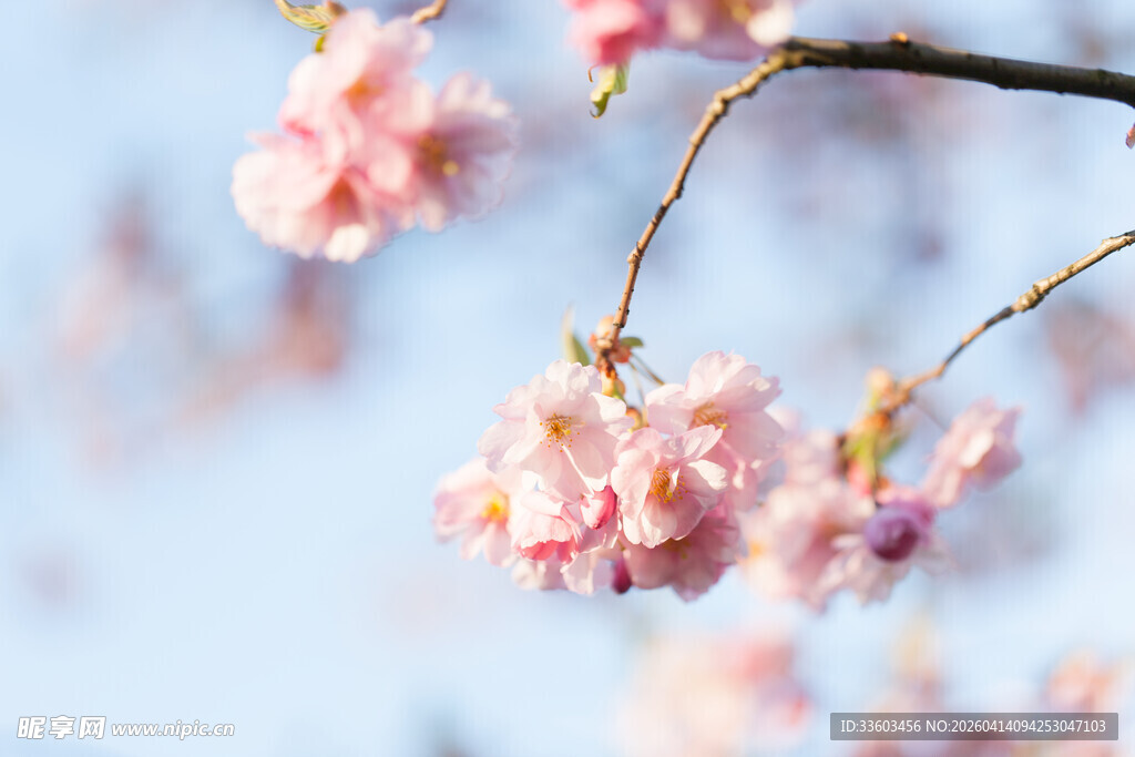 枝头绽放的粉嫩樱花