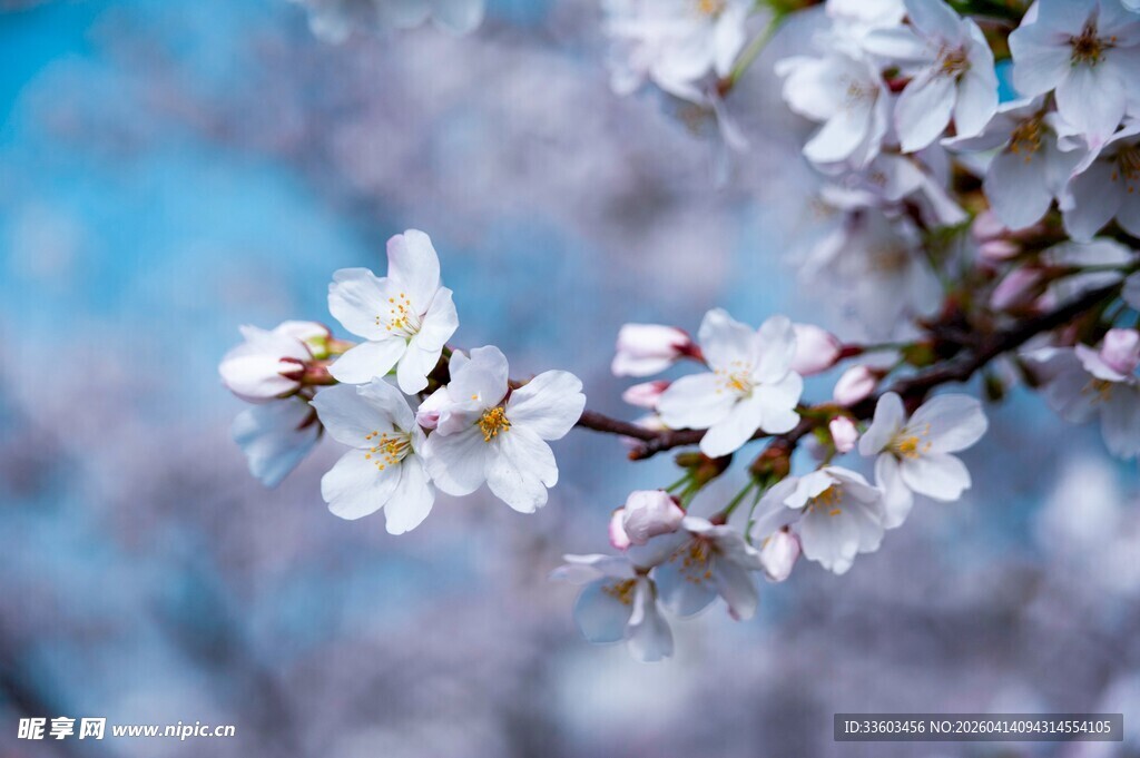 枝头绽放的美丽白色樱花