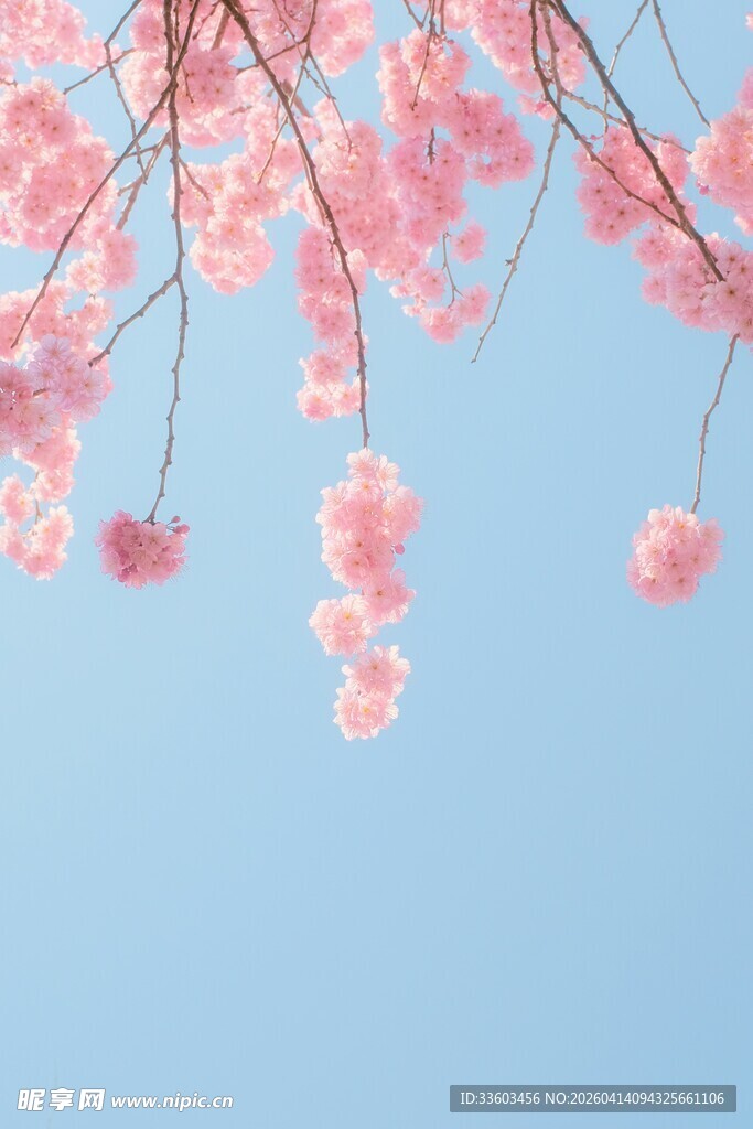 蓝天映衬下的粉嫩垂枝樱花