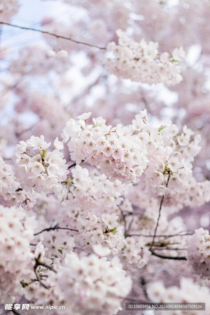 烂漫樱花绽放枝头