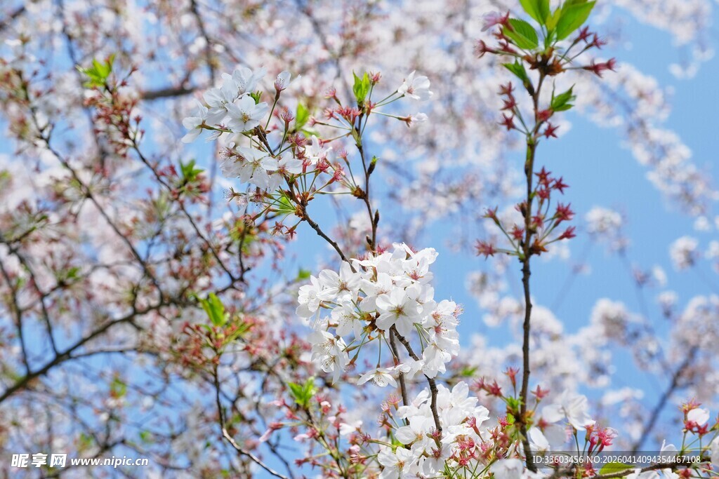 春日繁花绽放枝头