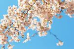 蓝天映衬下的烂漫樱花