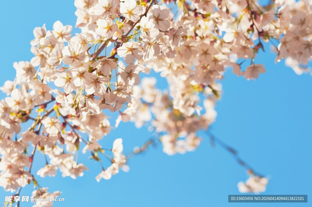 蓝天映衬下的烂漫樱花
