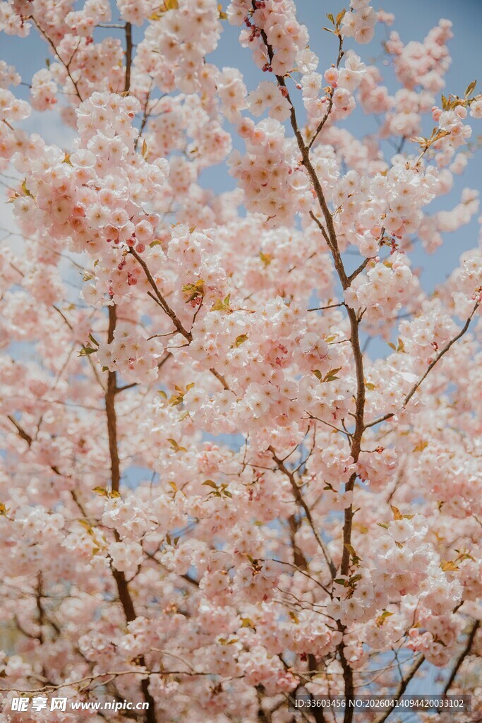 春日烂漫樱花绽放