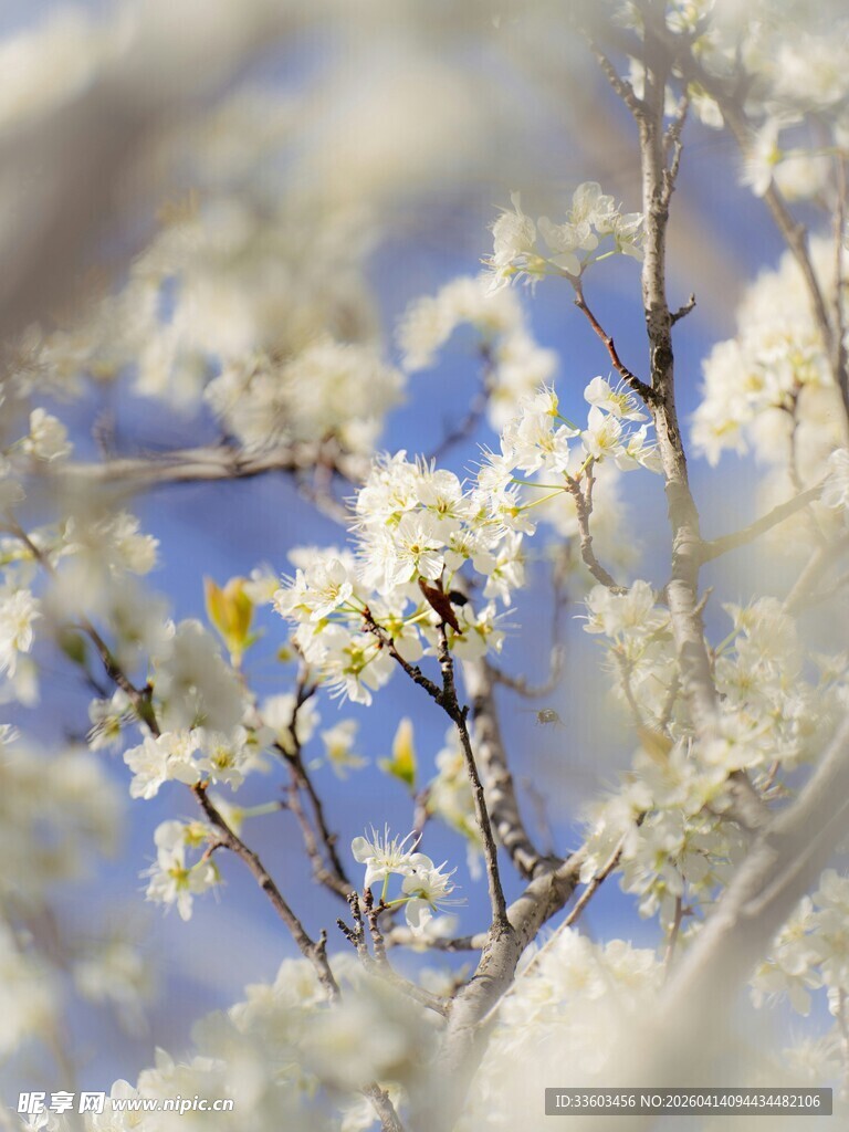 枝头繁花映蓝天