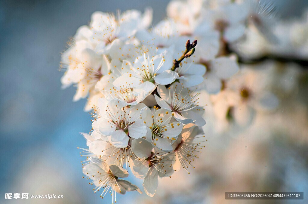 春日绽放的美丽白色花朵