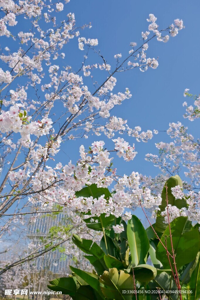 春日烂漫樱花绽放