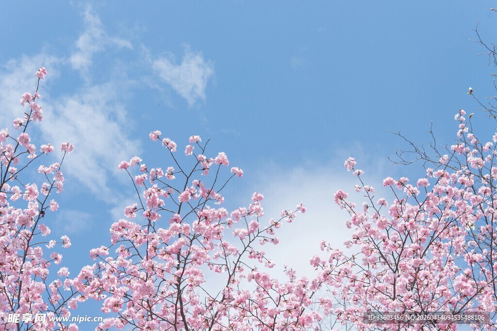 蓝天映衬下的烂漫桃花