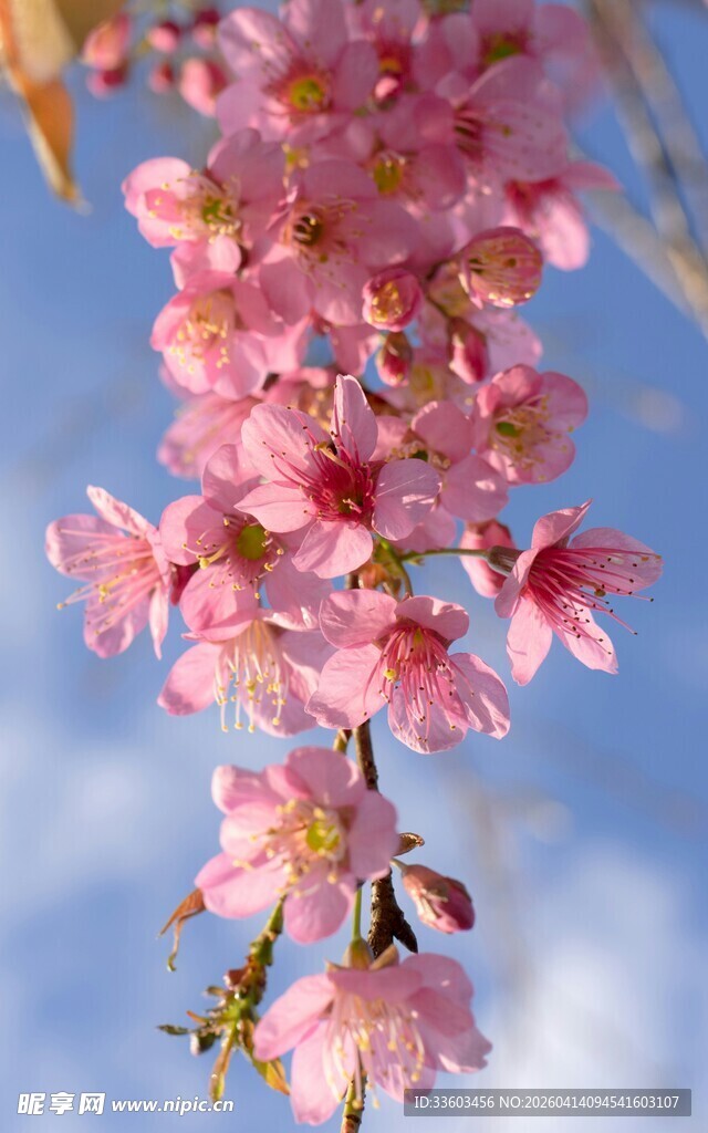 垂枝樱花绽放蓝天之下