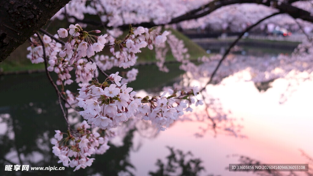 湖畔粉色樱花倒映美景