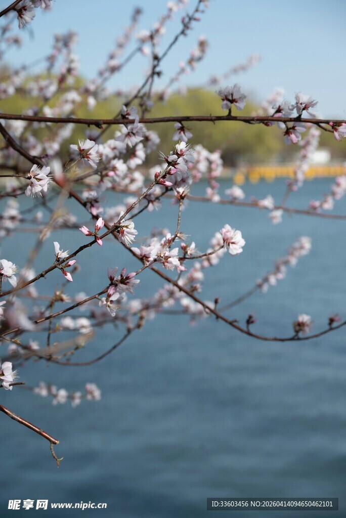 湖畔绽放的烂漫樱花