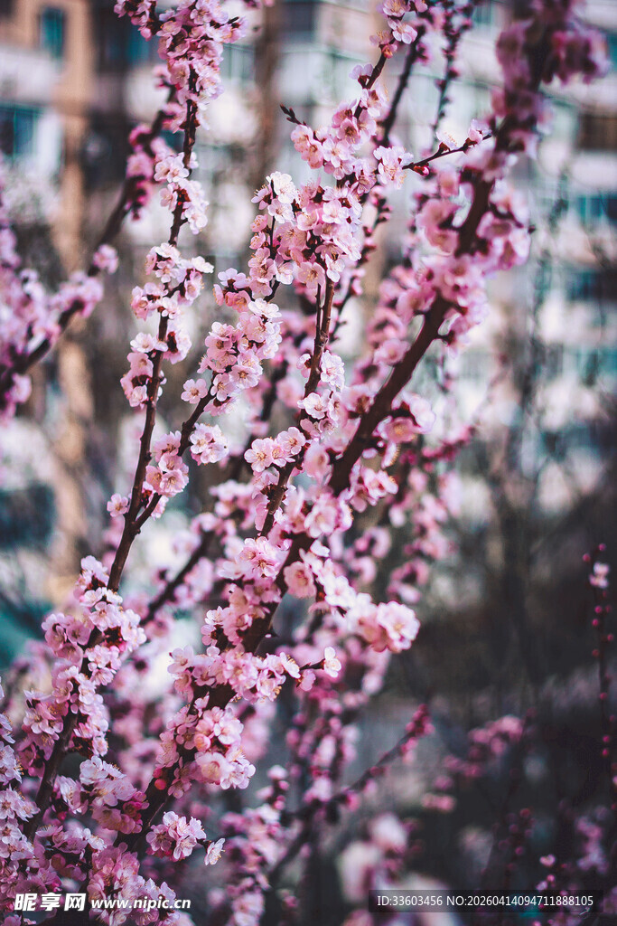 枝头绽放的粉嫩繁花