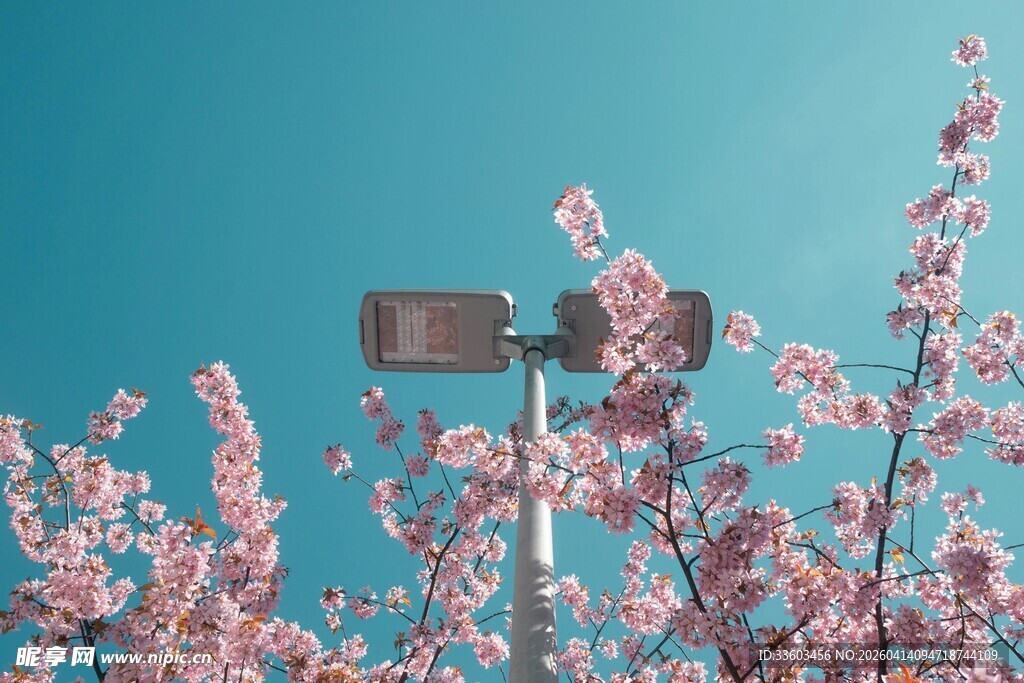 蓝天粉花旁的路灯