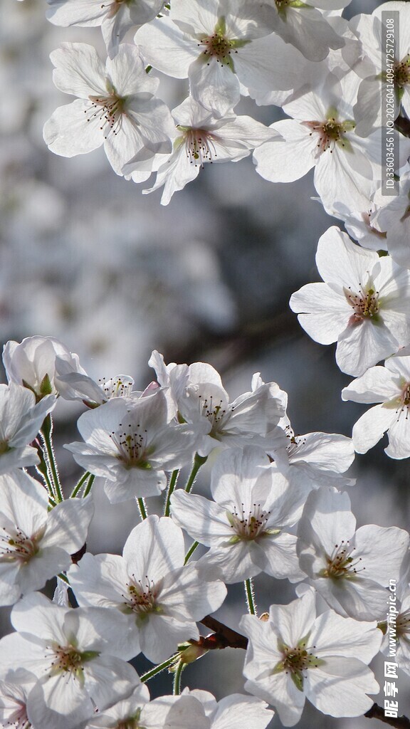 洁白小巧繁星般的花朵