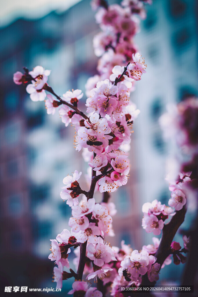 枝头绽放的粉嫩桃花