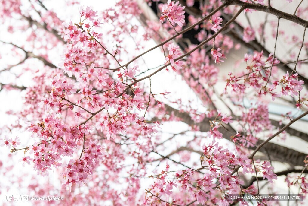 烂漫樱花枝头绽放
