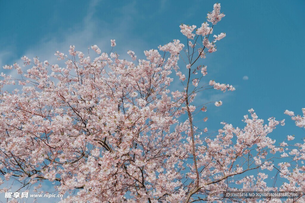 蓝天映衬下的粉嫩樱花树